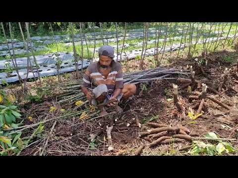 INCREDIBLE CASSAVA HARVEST THAT BRINGS FARMERS PURE JOY! - Agriculture Farming