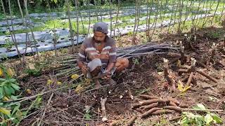 INCREDIBLE CASSAVA HARVEST THAT BRINGS FARMERS PURE JOY! - Agriculture Farming MQDEFAULT Thumbnail