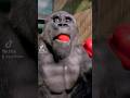 This silverback is enjoying his pepper! #silverback #gorilla #asmr #mukbang #eating #food