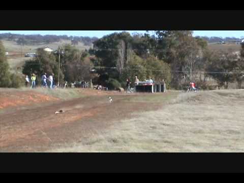 Rat Terrier 200 Yard Sprint Race