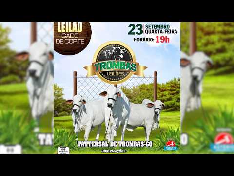 LEILÃO  GADO DE CORTE TROMBAS LEILÕES - TROMBAS GOIAS  - 23 / 09 / 2026