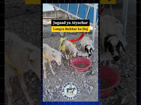 Langra Bhukhar Ka Jugaad #ilaj #goat #goattreatment #sheep #jugaad #goatfarming #trending #shorts