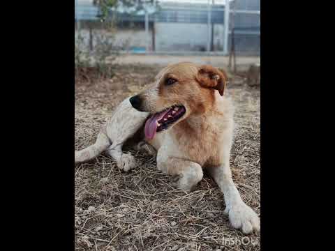 Regalo Dolce come un bacio Kiss giovane maschietto 