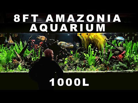 8ft AMAZONIA: EPIC FULL BUILD (AQUASCAPE TUTORIAL)