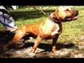 The REAL American Pit Bull Terrier Video 