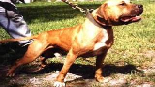 The REAL American Pit Bull Terrier Video