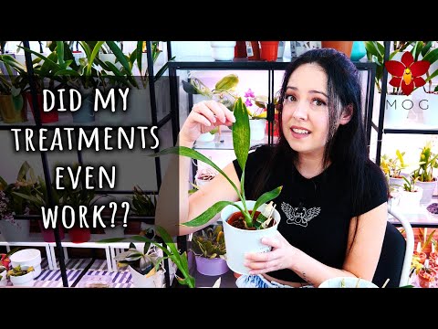 Am I getting anywhere with my Catasetum Orchids?? Chill Update