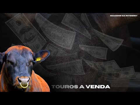ANIMAIS A VENDA!!! EM SÃO SEBASTIAO DO PARAISO /MG/MAQUINAS DE PULO