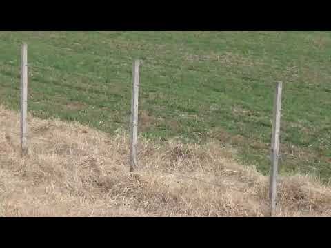 Galgos vs avestruz 🦃🐶