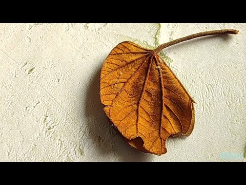 Smartphone Photography | Xiaomi Mi 10T Pro Camera Overview with Sample Photos and Videos