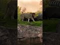 Rare Lion Roar At Disney S Animal Kingdom Kilimanjaro Safari At Sunset DisneyDad