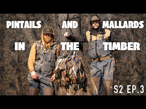 Unreal Hunt! Pintails & Mallards In The Timber - S2 Ep. 3