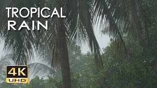 4K Tropical Rain Sounds & Relaxing Nature Vide