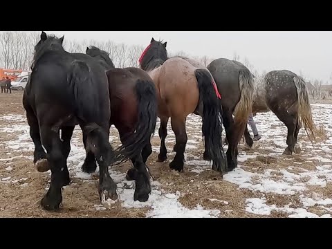 Caii băieților de la Vicovu de Sus-Suceava 2022 NOU!!!