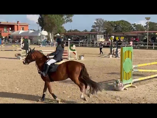 Dekhengst Welsh Pony (Section D), Welsh Cob  Te koop 2012 Koffie vos ,  MACHNO CARWYN