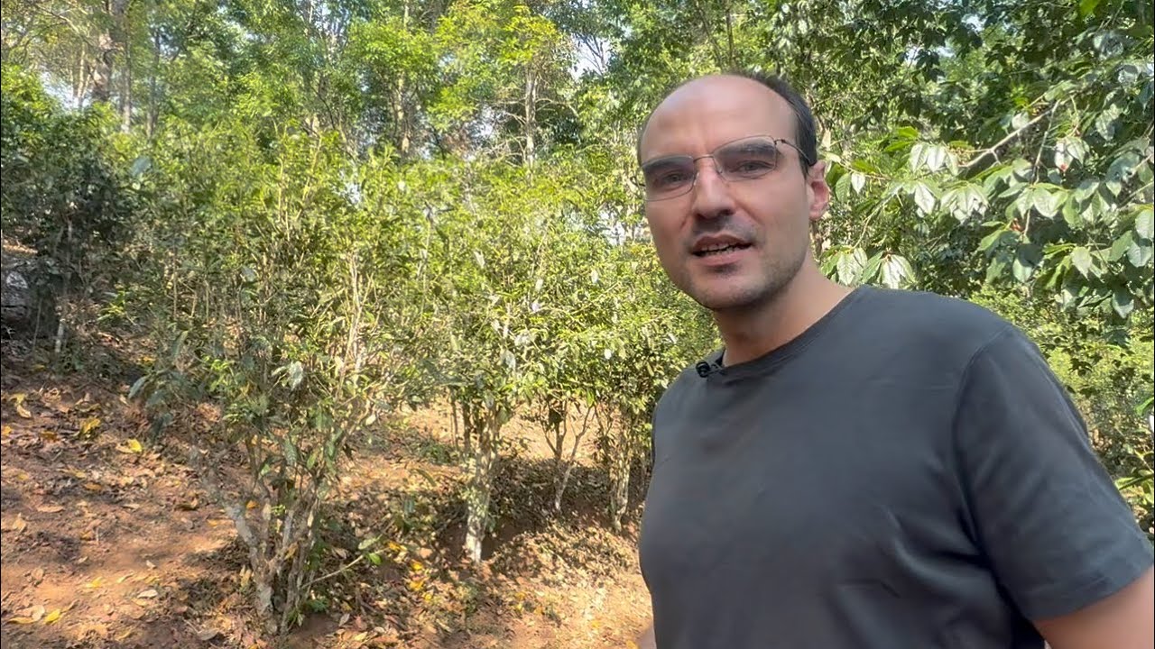 The rise and fall of terraced plantation tea in Yunnan