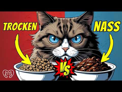 Wet food or dry food? Which is better for cats? 🤯