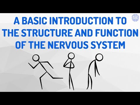 [Psychology] The Nervous System #01: A Basic Introduction To The Nervous System