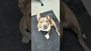 Video preview image #1 American Bulldog-Unknown Mix Puppy For Sale in Chandler, AZ, USA