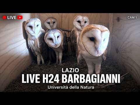 Vista en directo de la webcam Nido de Lechuza en Roma