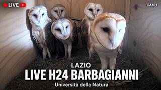 LIVE Barn Owl -Cam1 Live H24  - Barbagianni -MCBI - University of Nature - Italy live webcam