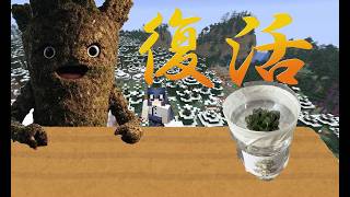 【雑談】【多肉植物】オブツーサリボーン