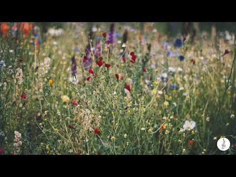 muzyka relaksacyjna - "Wiosenna łąka"