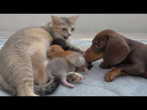 YouTube 썸네일