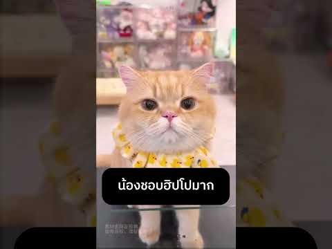 น้องชอบฮิปโปมาก