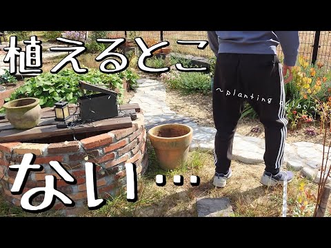 園芸 一年草と夏の球根