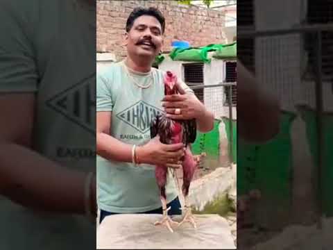 Asill murga🐓🏋️🐓🏋️🏋️❤️❤️❤️💵💵💵💵💵