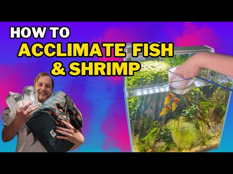 The 3 BEST ways to add fish & shrimp to your aquarium! (And why you would do each one)