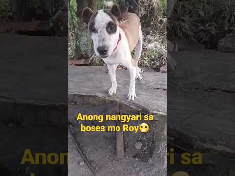 dog loose. his voice?😱 #shorts #funny #bisayang #pitbull /dogs problem