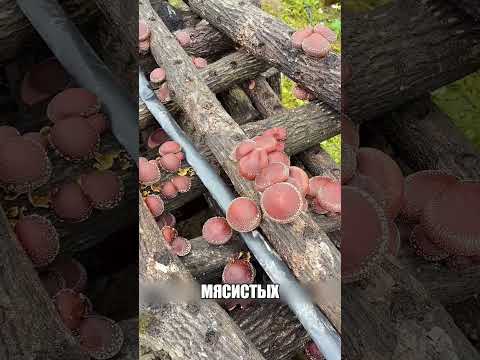 Одно дерево КОРМИТ семью 5 лет 📅👨‍👩‍👧‍👦✅