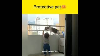 protective pet😍pet love 😘😘😍Whatsapp status video