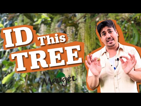 How Many Clues Do You Need? Tree I.D. with Mauget