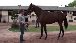 Il puledro da record: venduto per 2,6 milioni di euro a Deauville