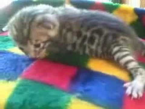 F4 Bengal Kitten