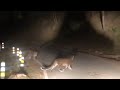 Tiger At Teryath 2021 Hitman Vlogger