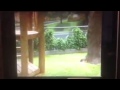 Kids Leave From Hoo S In The Forest