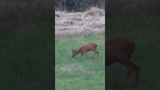 STARKER Bock zur Blattzeit &amp; SPANNENDE Jagd auf Sauen 🌿Heute, 19 Uhr auf YouTube!🎥 #copterpro