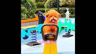 #animals #犬動画 #わんこ #いぬすたぐらむ #犬のいる暮らし #賢い犬 #忠犬 #感動犬