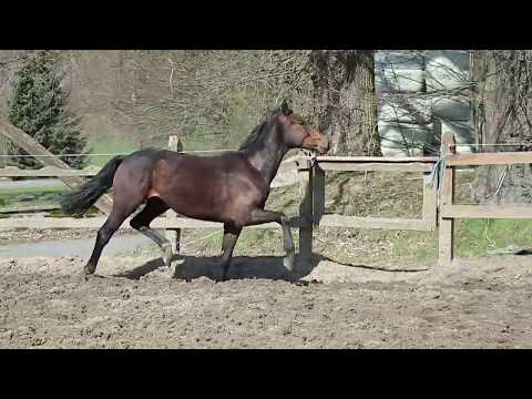 *First Rock Star*colt by For Romance- Rock Forever*2017