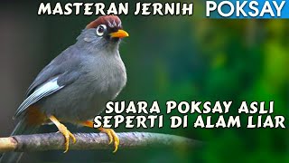 Download lagu SUARA POKSAY MANDARIN ASLI GACOR SEPERTI DI ALAM LIAR YANG DAMAI mp3