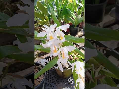 ZAP 11940050033 pedido de Iraci de Goiás @Mais Orquídeas #flores #plantas #orquideas #jardim
