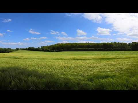 Windy Meadows | Relaxing | Ambient Sounds | Sounds of Nature | 30 Mins.