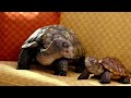 Xfinity Slowskys First Word Commercial 2011