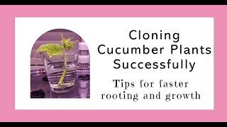 Cucumber cloning tips, Propagation, Rooting, Aerogarden & Hydroponics