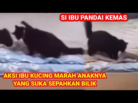 ANAK KUCING SEPAHKAN BILIK, AKSI IBU KUCING DATANG "MARAH" DAN KEMASKAN BILIK