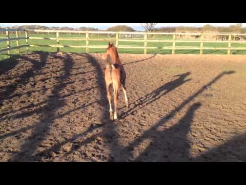 Arimathea 2014 Grey Colt by Makisa Adaggio